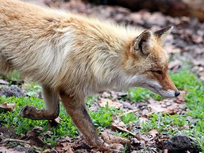 В Литве начинается осенняя вакцинация диких животных от бешенства - Литва и страны Балтии