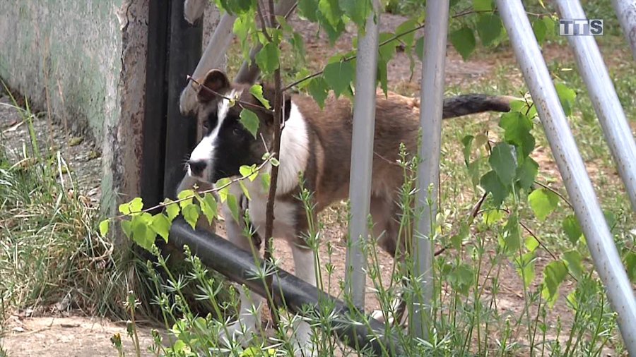 Построим всем миром - В Висагинасе