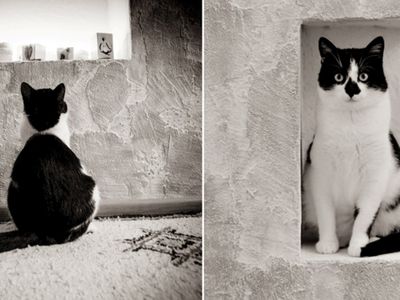 Участник №22 конкурса «Мой домашний любимец» - Конкурсы для читателей