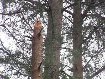 На берегу озера Висагинас деревья ломались пополам (видео) - В Висагинасе