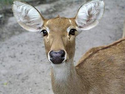 Осторожно: на дорогах дикие животные - Происшествия и криминал