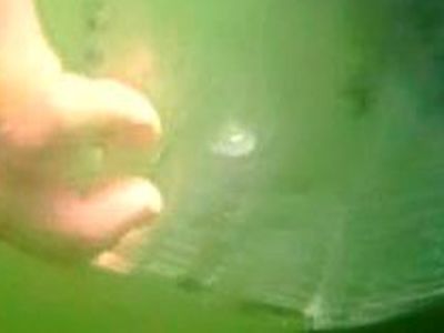 Найдены странные существа без глаз и мозга  - Наука и здоровье