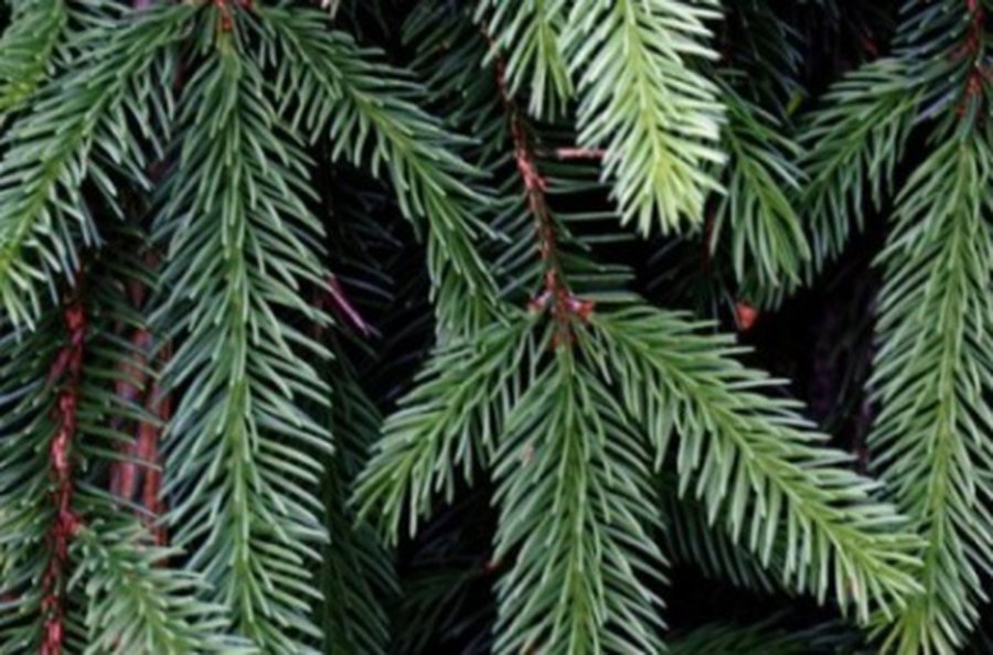 Parsinešk Kalėdas į savo namus - Visagine