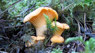 Специалисты отвергают подозрения, что грибы в Литве заражены радионуклидами?