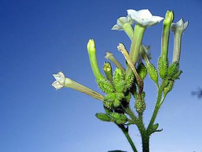 Дикий табак оказался «химическим барменом» - Наука и здоровье