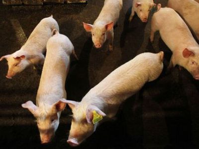 Балтийские страны и Польша обсудят, как защититься от чумы свиней - Литва и страны Балтии