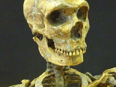 А давайте клонируем неандертальца! - Наука и здоровье