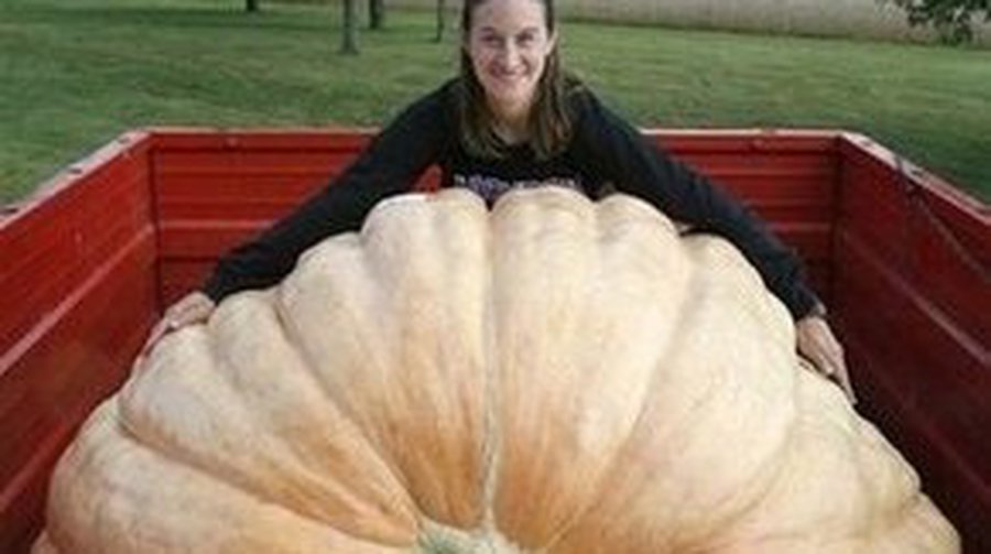 Тыква весом 782,5 кг - Хобби, отдых и развлечения