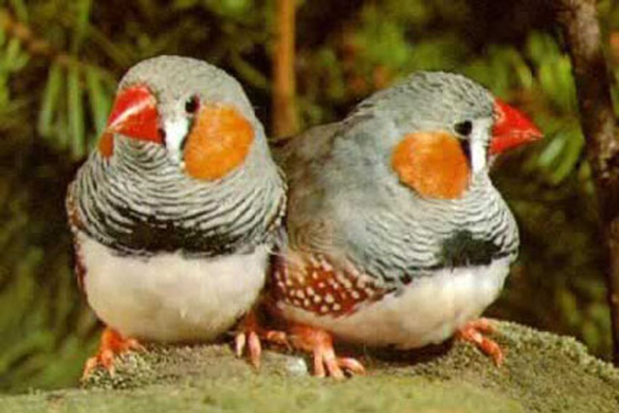 Ученые на примере птиц объяснили, почему люди изменяют своим супругам                 - Наука и здоровье