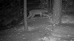 Почему дикие животные всё чаще появляются в населённых пунктах: разъяснение служб охраны природы (видео)