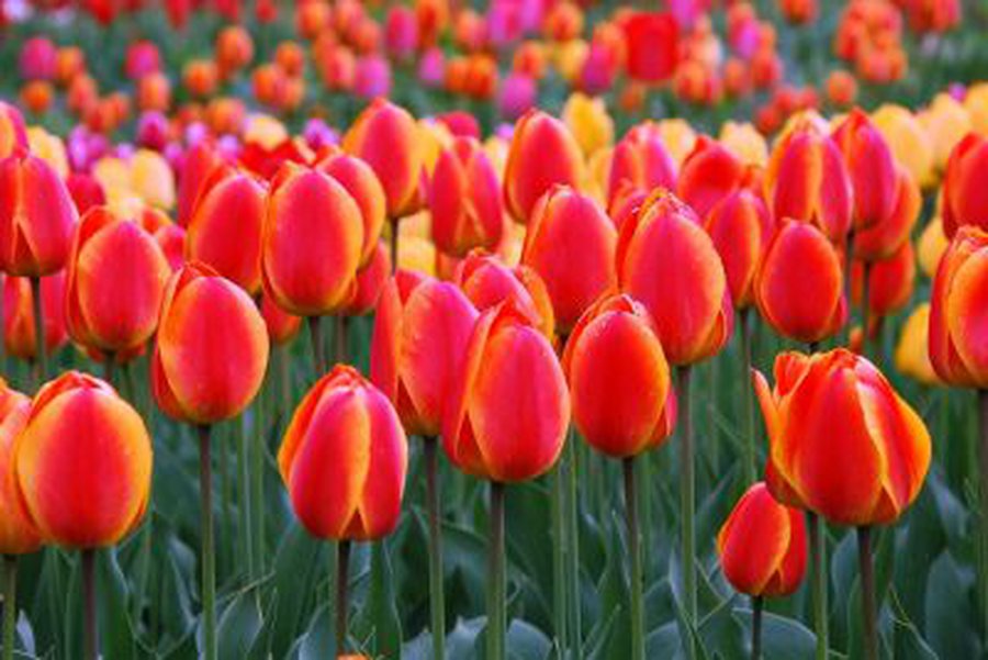 Moterys ir pavasaris - Visagine