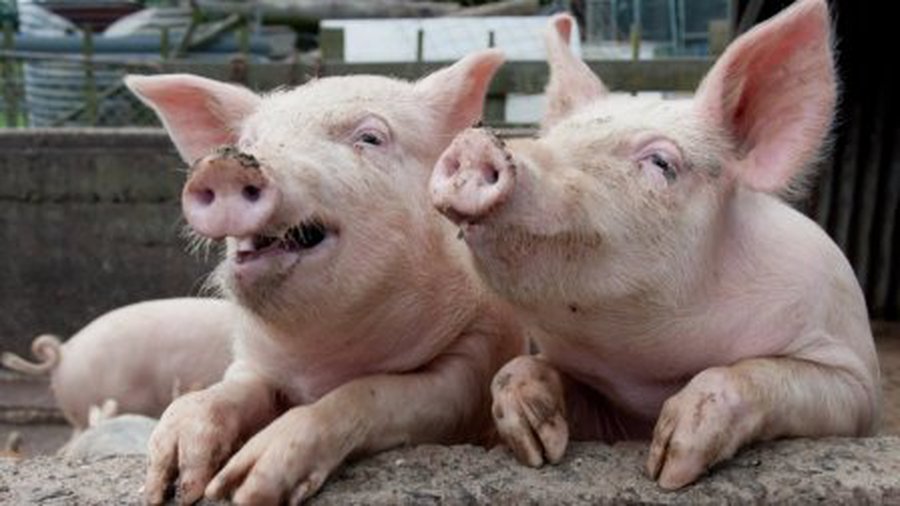 Россия запретила ввоз мяса и субпродуктов из США - В Мире