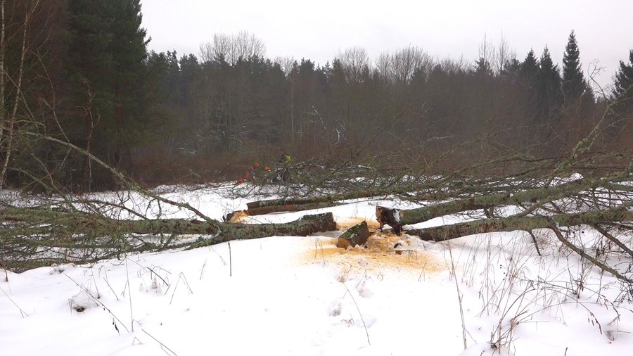 Вырубка деревьев на «астрополяне» практически завершена (дополнено и добавлено видео) - В Висагинасе