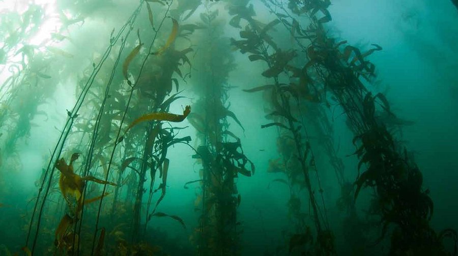 Ученые из Японии исследуют возможность производства низкозатратного топлива из водорослей - Энергетика