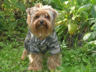 Участник № 45 конкурса «Мой домашний любимец» - Конкурсы для читателей