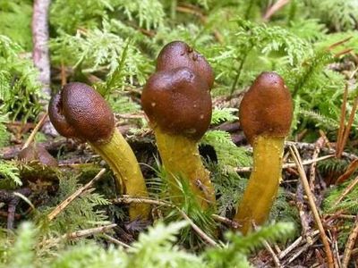 Что стоит за сотнями объявлений о приеме на высокооплачиваемую работу? - Хобби, отдых и развлечения