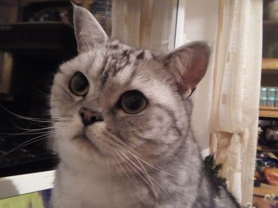 Участник № 44 конкурса «Мой домашний любимец» - Конкурсы для читателей