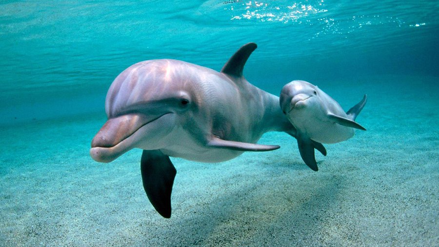 ВМФ России вооружится боевыми дельфинами - В Мире