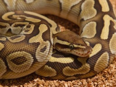 В Канаде убит питон, задушивший двоих детей - В Мире