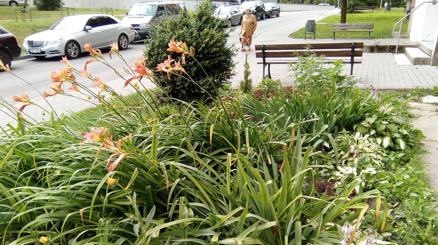 Объявлен смотр цветников и балконов - В Висагинасе