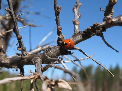 Sinoptikai: netrukus sulauksime 15 laipsnių šilumos - Lietuva ir Baltijos šalys