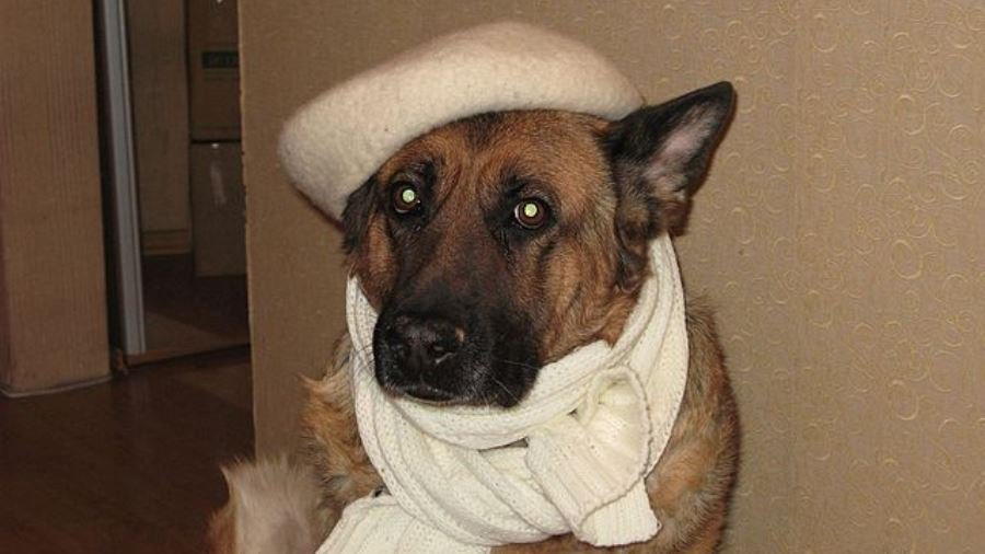 Участник № 57 конкурса «Мой домашний любимец» - Конкурсы для читателей