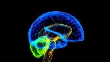 Искусственный человеческий мозг будет создан через 10 лет