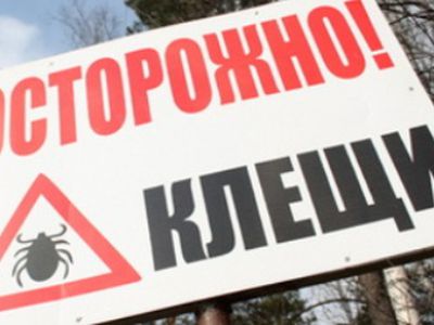 В Латвии активизировались клещи - Наука и здоровье