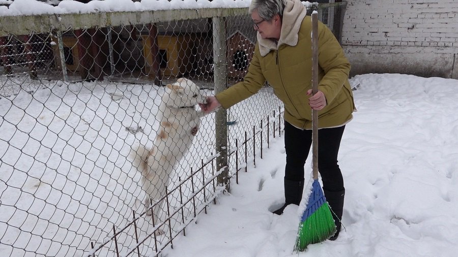 А. Ляхович: "Висагинский приют для бездомных животных - на грани банкротства" (видео) - В Висагинасе