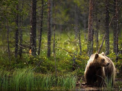 В Литву возвращаются медведи - Это интересно