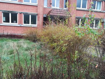 «И глядят уныло голые кусты». Кто должен навести порядок у бывшего здания «Содры»? - В Висагинасе