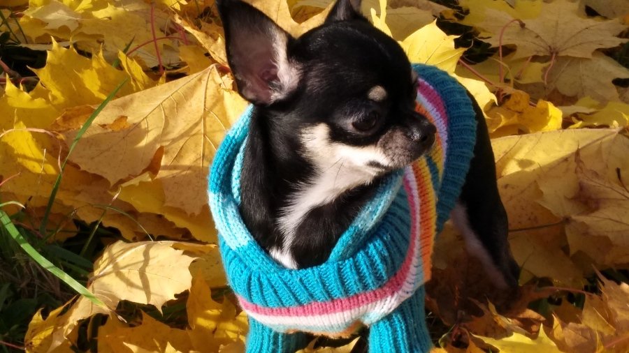 Участник № 64 конкурса «Мой домашний любимец» - Конкурсы для читателей