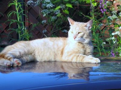 Создано полимерное покрытие, на котором исчезают царапины - Хобби, отдых и развлечения