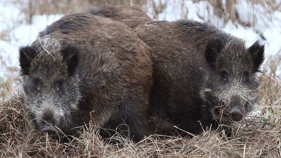 Охотник о приговоре кабанам: можно уничтожить, но хозяйственный ли это подход?
 - Литва и страны Балтии