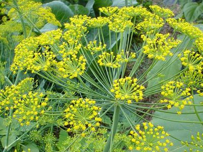 Какие продукты помогут избавиться от неприятного запаха изо рта? - Наука и здоровье