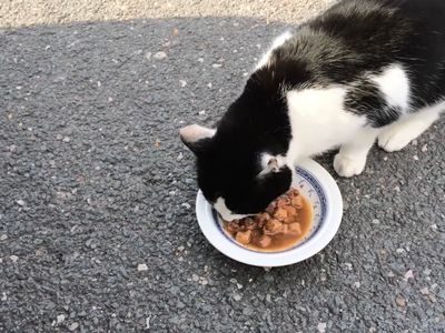 Кошки: возвращение. Мнение ветеринаров (видео) - Наука и здоровье