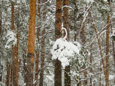 С 1 апреля! © Весна - В Висагинасе