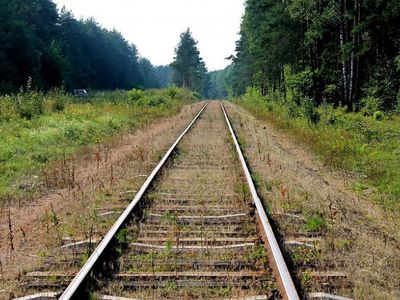 В Купишкском районе поезд сбил медведя - Происшествия и криминал