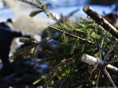 О местах, где можно оставить новогодние елочки - В Висагинасе