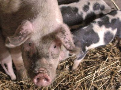 Дано указание уничтожать свиней на границе Литвы с Белоруссией - Литва и страны Балтии