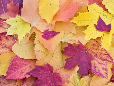 На этой неделе переменчивая погода: во вторник ожидаются заморозки, а в четверг потеплеет - Литва и страны Балтии