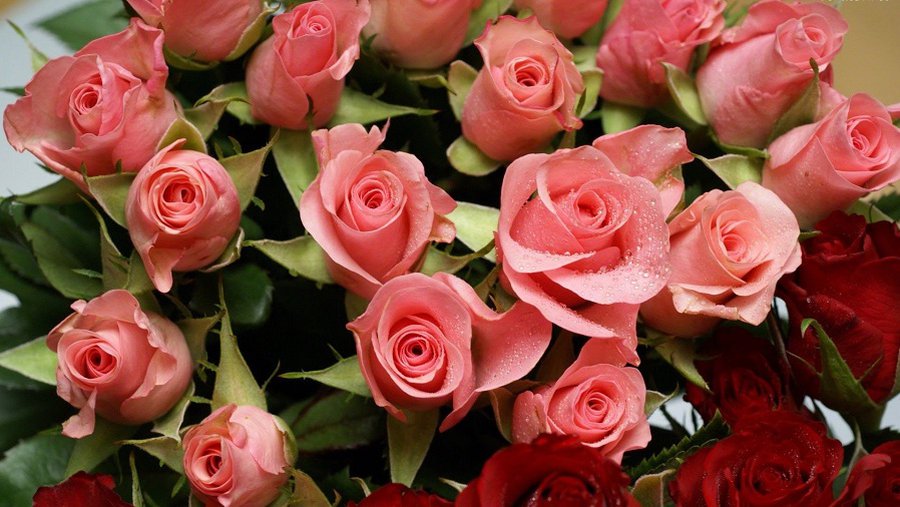 Марину Бокареву — с Днем Рождения! - Поздравления