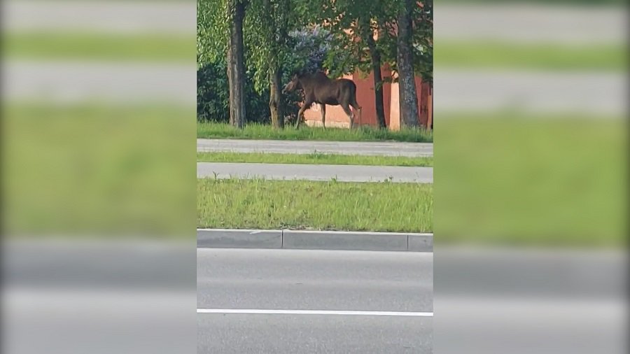 Сегодня по городу гулял сохатый (видео) - В Висагинасе