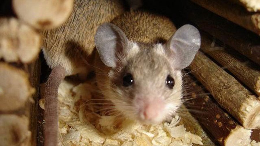 Ученые имплантировали в мозг искусственные воспоминания - Наука и здоровье