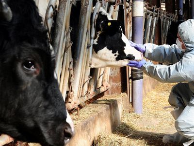 В Венгрии зафиксирована вспышка ящура - В Мире