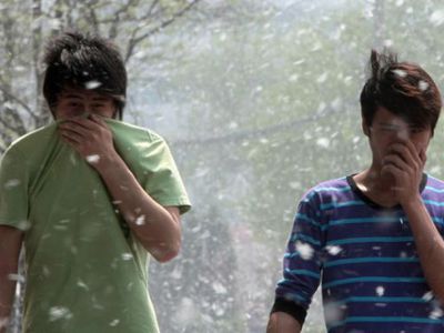 Аллергия: тополиный пух, жара, июнь, скорая помощь - Наука и здоровье