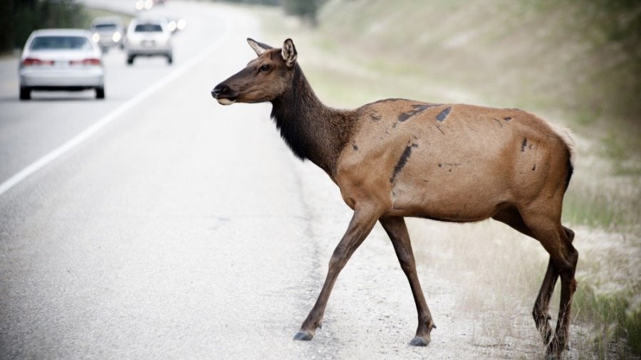 Предупреждение водителям: сейчас на дорогах особенно опасно - Литва и страны Балтии