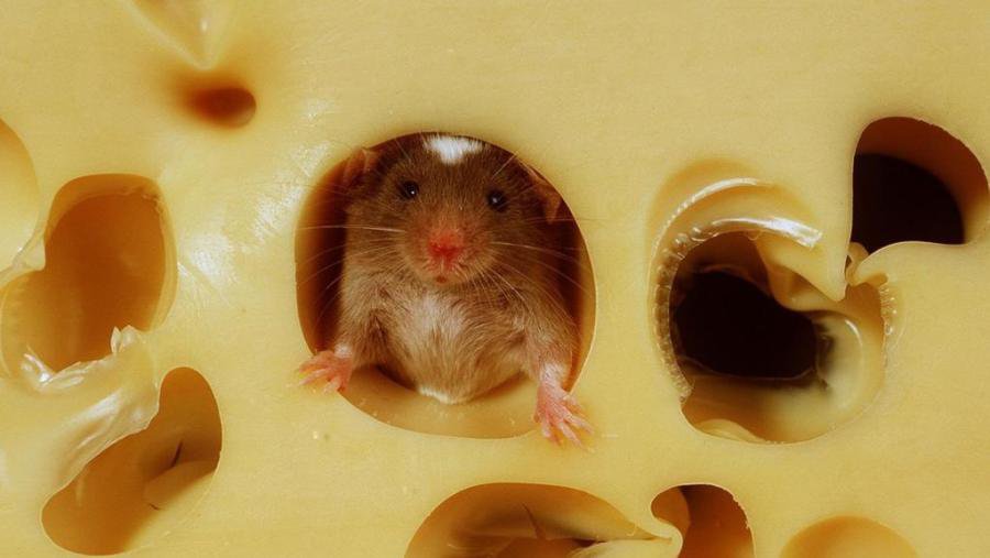 ГОРЯЧАЯ ЛИНИЯ ТТС: Бесплатный сыр... - В Висагинасе