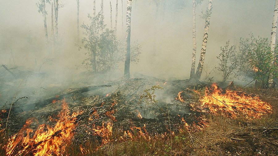 Памятка сжигания травы: что разрешено, а что нет - Литва и страны Балтии