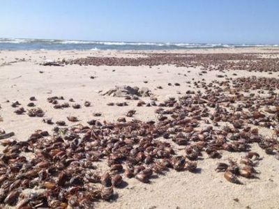 На взморье - тонны мертвых жуков и ужасный запах - Хобби, отдых и развлечения